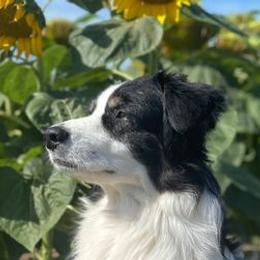 Australian Shepherds from Shanna Gordon's Australian Shepherds