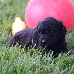 Paige - Black female Whoodle puppy in West Bend, Iowa from Blue Skies Terriers