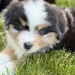 Groucho - Blue merle male Miniature Australian Shepherd puppy in Molalla, Oregon from Yaw's Mini Aussies