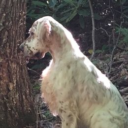 Briar - English Setter
