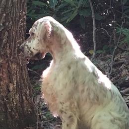 Briar - English Setter
