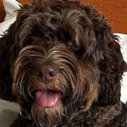 Ruby - Australian Labradoodle