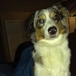 Australian Shepherds from Spunky Farms Aussies