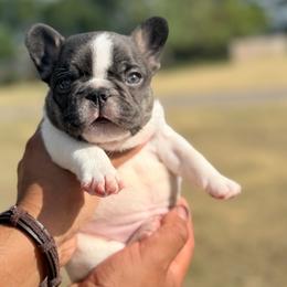 Woody - White and black male French Bulldog puppy in Sherman, Texas from Horror Line Frenchies