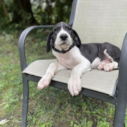 Cooper - Mantle Great Dane puppy in Miamisburg, Ohio from Myshire Danes
