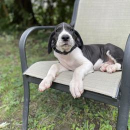 Cooper - Mantle Great Dane puppy in Miamisburg, Ohio from Myshire Danes