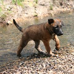 Belgian Laekenois Puppies from Sweetwater Belgian Laekenois