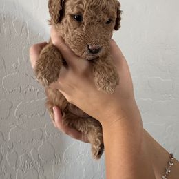 Goldendoodle Puppies from Heather's Goldendoodles