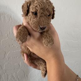 Goldendoodle Puppies from Heather's Goldendoodles