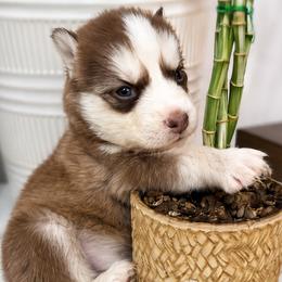 Kodiak - Chocolate male Pomsky puppy in Harrodsburg, Kentucky from KY Pomsky Paws