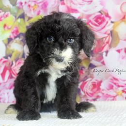 Clark - Black and white male Sheepadoodle puppy in Lowry City, Missouri from Cooper Creek Puppies