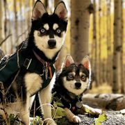 Alaskan Klee Kai from Proper Klee Kai