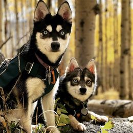 Alaskan Klee Kai from Proper Klee Kai