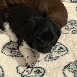 Tyche Full AKC Female 2 - Black female Dachshund puppy in Erie, Michigan from Champagne’s Grinch Toe’d Dachshunds