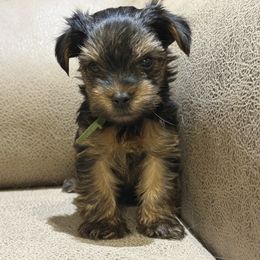 Boy 4 - Black and tan male Yorkshire Terrier puppy in Delta, Colorado from SATA Kennels
