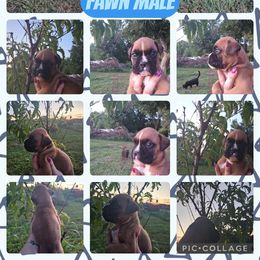 Boy 1 - Fawn male Boxer puppy in Hopkins, Michigan from Truax Farms