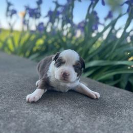 Emma - Red tri female Miniature Australian Shepherd puppy in Bethany, Illinois from Rachel at Marrowbone Creek Aussies