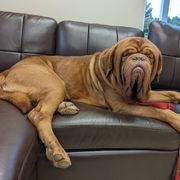 Ace - Dogue de Bordeaux