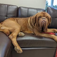 Ace - Dogue de Bordeaux
