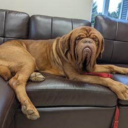 Ace - Dogue de Bordeaux