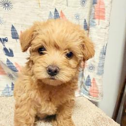 Brooke-Girl 2 - Red female Assorted Doodle Crosses puppy in River Falls, Wisconsin from Dottie's Doodles