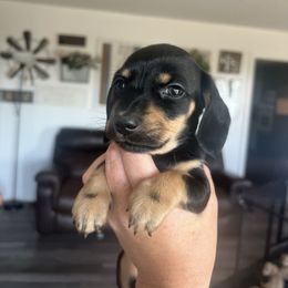 Chanel - Black and cream female Dachshund puppy in Stamford, Texas from West Texas Miniature Dachshunds