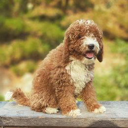 Goldendoodles from Artist Paws Doodles