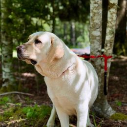 Daisy - Labrador Retriever