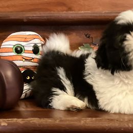 Shih Tzu Puppies from Little Lions West