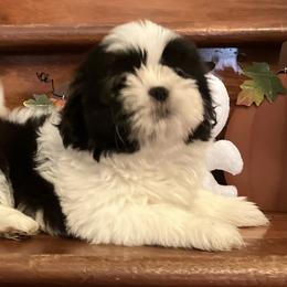 Shih Tzu Puppies from Little Lions West
