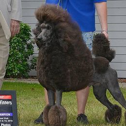 Poodles from Njoy Poodles