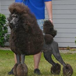 Poodles from Njoy Poodles