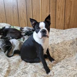 Thistle - Boston Terrier