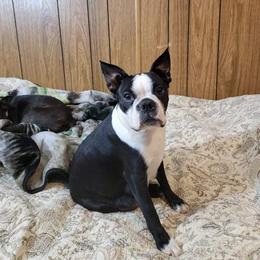 Thistle - Boston Terrier