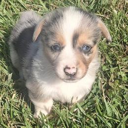 Chuck - Blue male Pembroke Welsh Corgi puppy in Hillsville, Virginia from Bonderosa Kennels