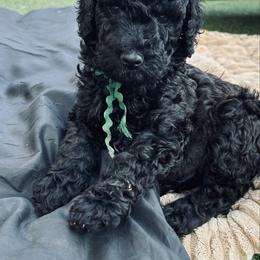 Dark green boy, Nyx - Black male Poodle puppy in Gainesville, Georgia from Rose’s Goldendoodles & Standard Poodles
