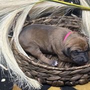 Girl 1 Farhaana - Red Azawakh puppy in Philadelphia, Pennsylvania from Kel Imajaghan