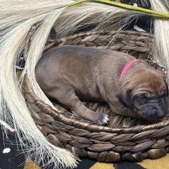 Girl 1 Farhaana - Red Azawakh puppy in Philadelphia, Pennsylvania from Kel Imajaghan