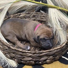 Girl 1 Farhaana - Red Azawakh puppy in Philadelphia, Pennsylvania from Kel Imajaghan