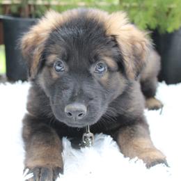 Pegasus - Sable male German Shepherd puppy in Oakland, Oregon from VHM German Shepherds