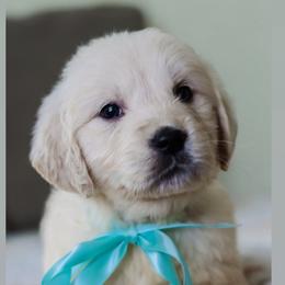 2nd Pick Girl (Ms. Teal) - Light golden female Golden Retriever puppy in Albany, Kentucky from Castleton Brooks Goldens