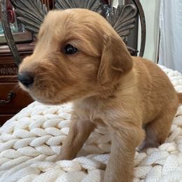 Purple Girl - Dark golden female Golden Retriever puppy in Aumsville, Oregon from Bigfoot Goldens AKC Registered Dark Red