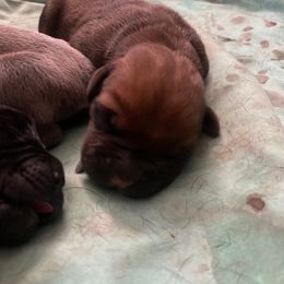 Boy 1 - Fawn Cane Corso puppy in Clarksburg, West Virginia from West By God Virginia Cane Corso