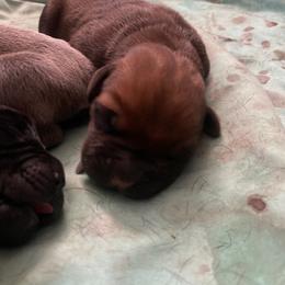 Boy 1 - Fawn Cane Corso puppy in Clarksburg, West Virginia from West By God Virginia Cane Corso