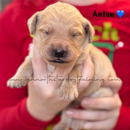 Anton - Cream male Goldendoodle puppy in Lancaster, Minnesota from North Star Dog Training
