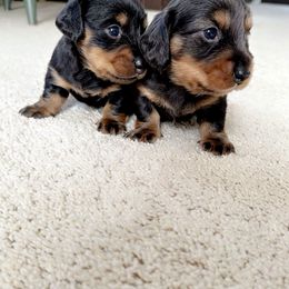 Dachshund Puppies from Libby’s Doxies