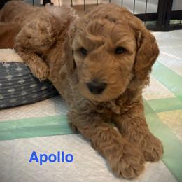 Apollo - Apricot male Poodle puppy in Union Grove, Alabama from Beltane Bonnies