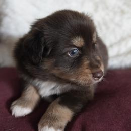 Miniature Australian Shepherd Puppies from Moss Hill Aussies