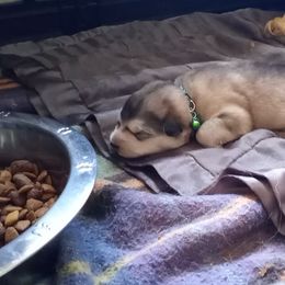 Alaskan Malamute Puppies from River Bend Malamutes