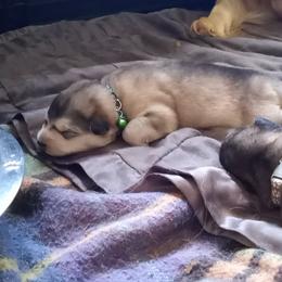Alaskan Malamute Puppies from River Bend Malamutes
